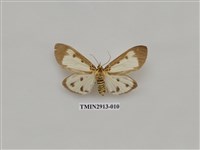 藏品(夜蛾7)的圖片